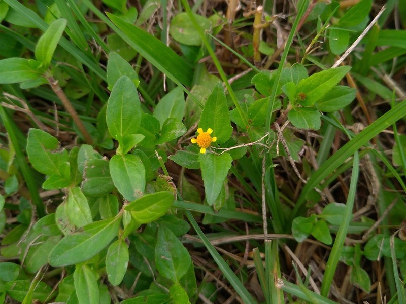 Acmella uliginosa photo 6
