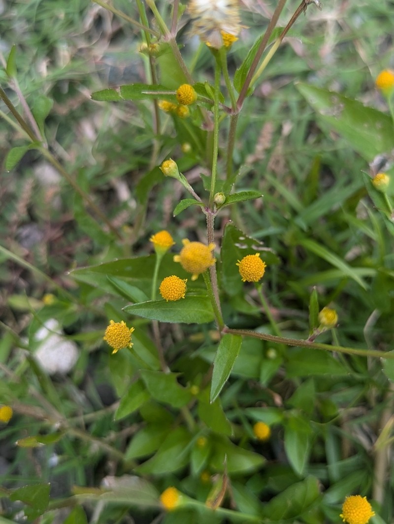 Acmella uliginosa photo 7