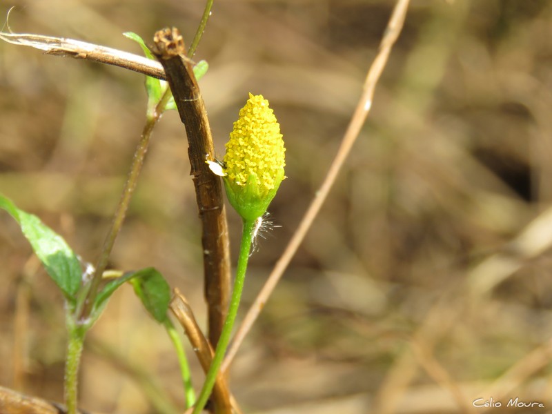 Acmella uliginosa photo 8