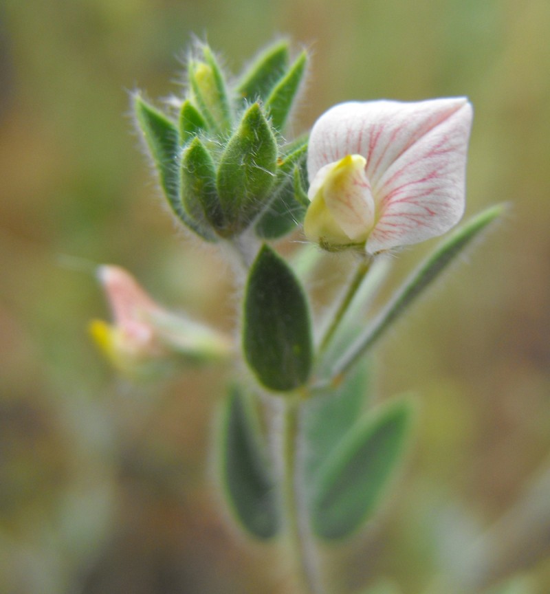 Acmispon americanus