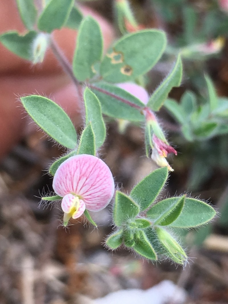 Acmispon americanus photo 2