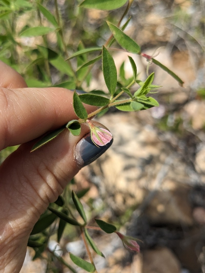 Acmispon americanus photo 3