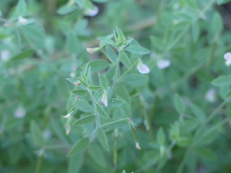 Acmispon americanus photo 4