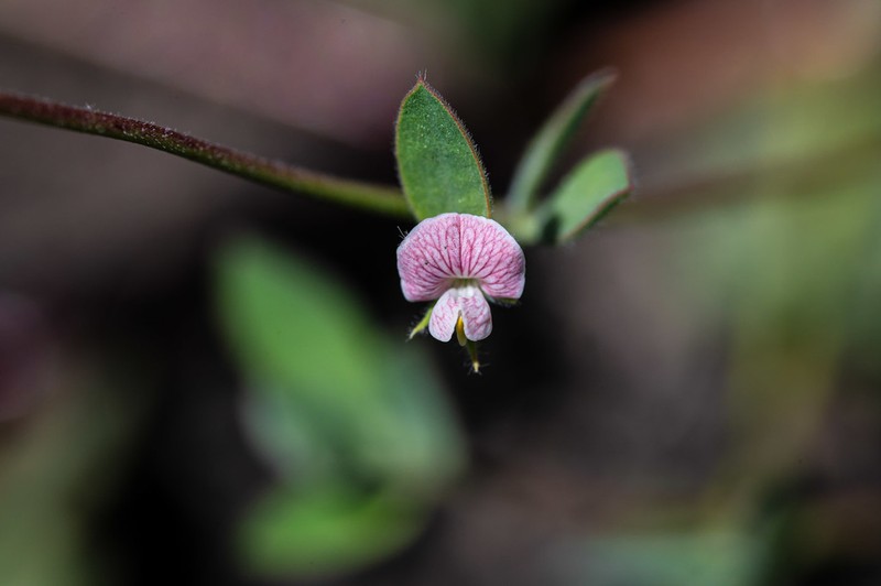 Acmispon americanus photo 5
