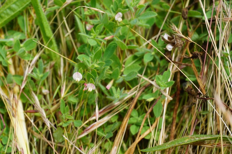 Acmispon americanus photo 6