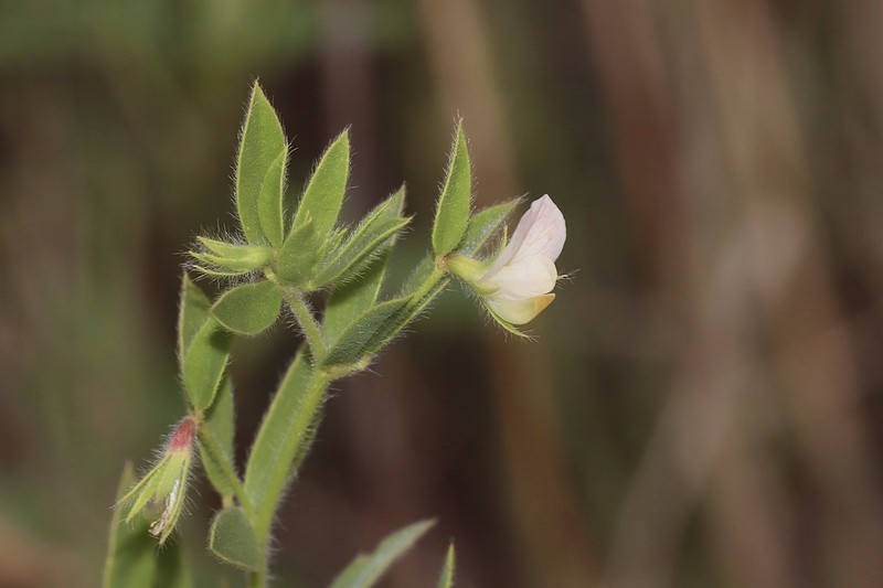 Acmispon americanus photo 7