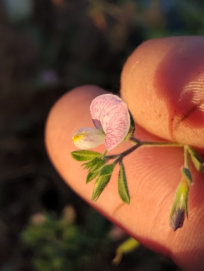 Acmispon americanus photo 8