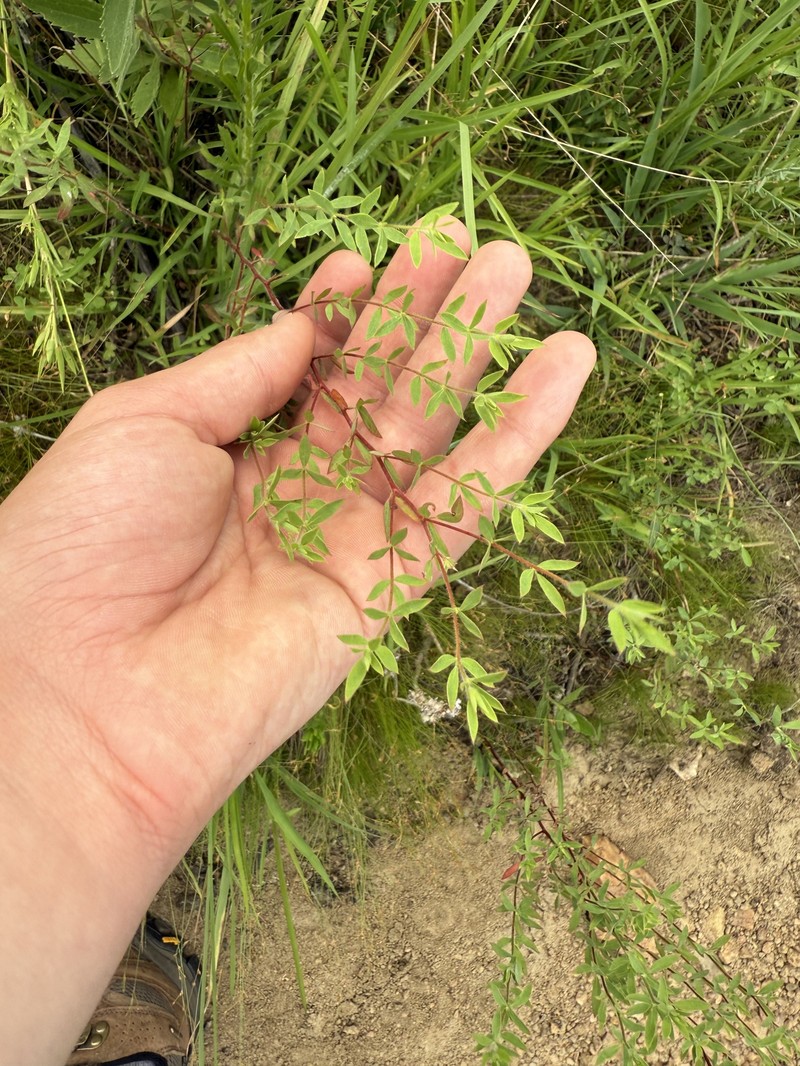 Acmispon americanus var. helleri photo 2