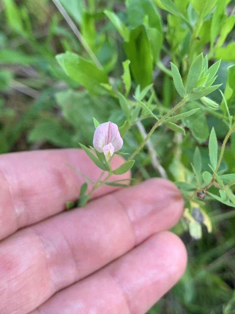 Acmispon americanus var. helleri photo 3