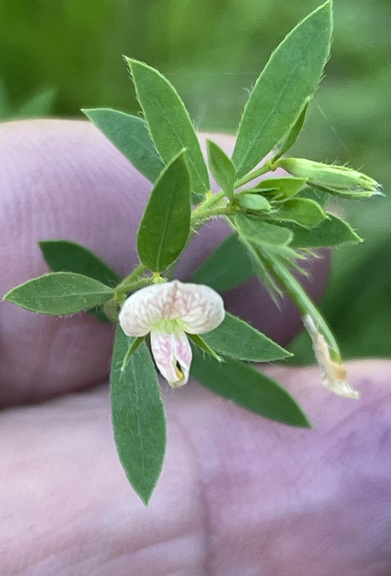 Acmispon americanus var. helleri photo 4