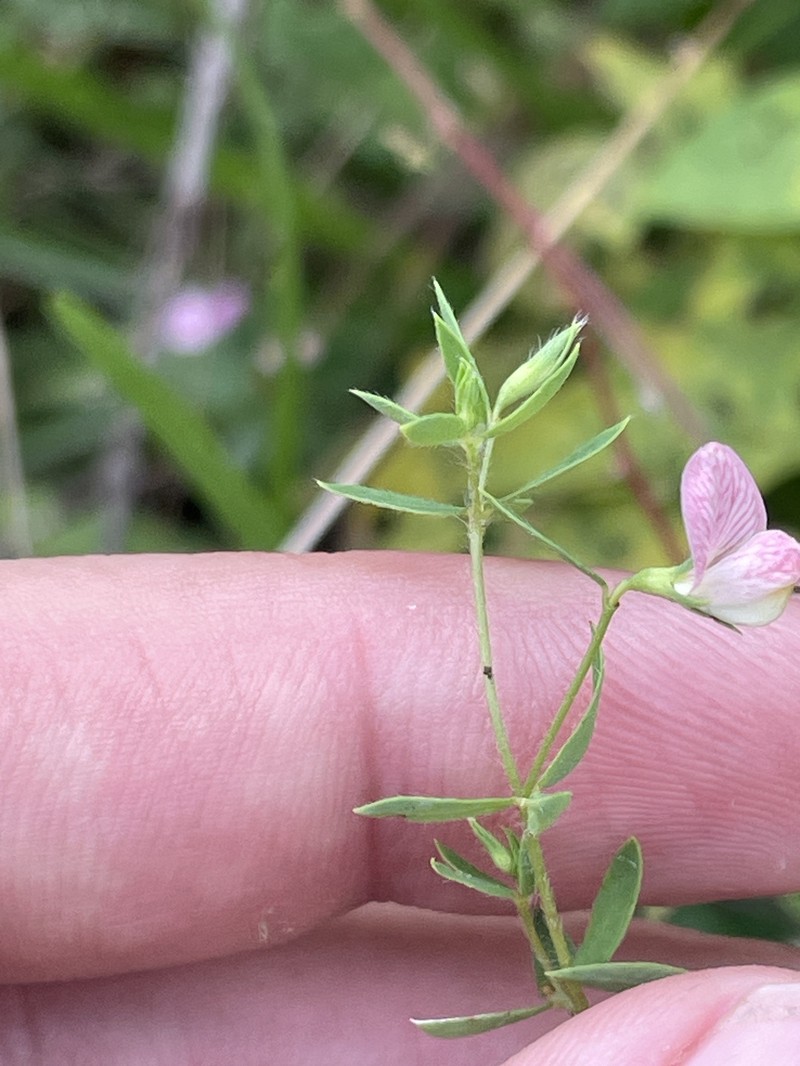 Acmispon americanus var. helleri photo 5