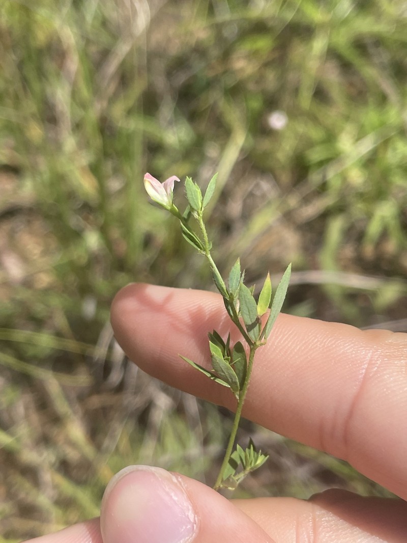 Acmispon americanus var. helleri photo 6