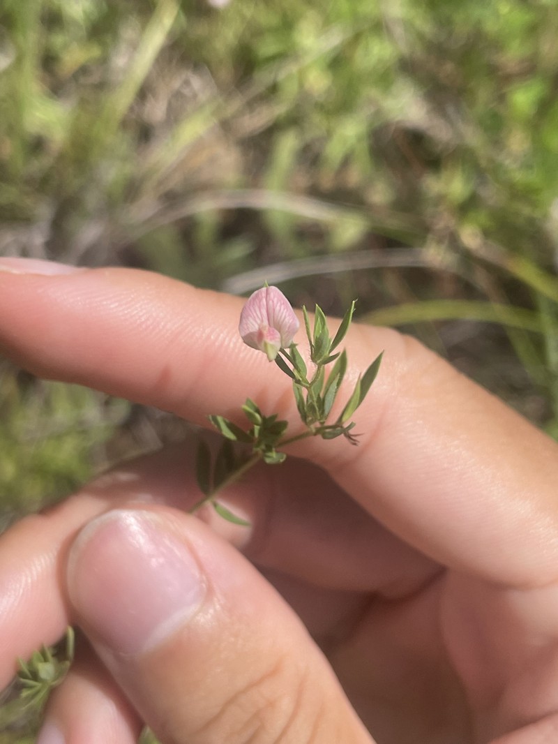Acmispon americanus var. helleri photo 7