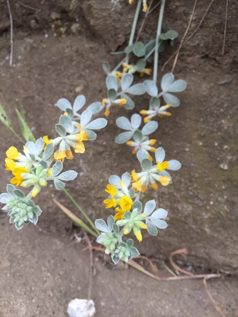 Silver Bird's-Foot Trefoil photo 4