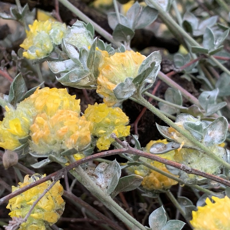 Silver Bird's-Foot Trefoil photo 5