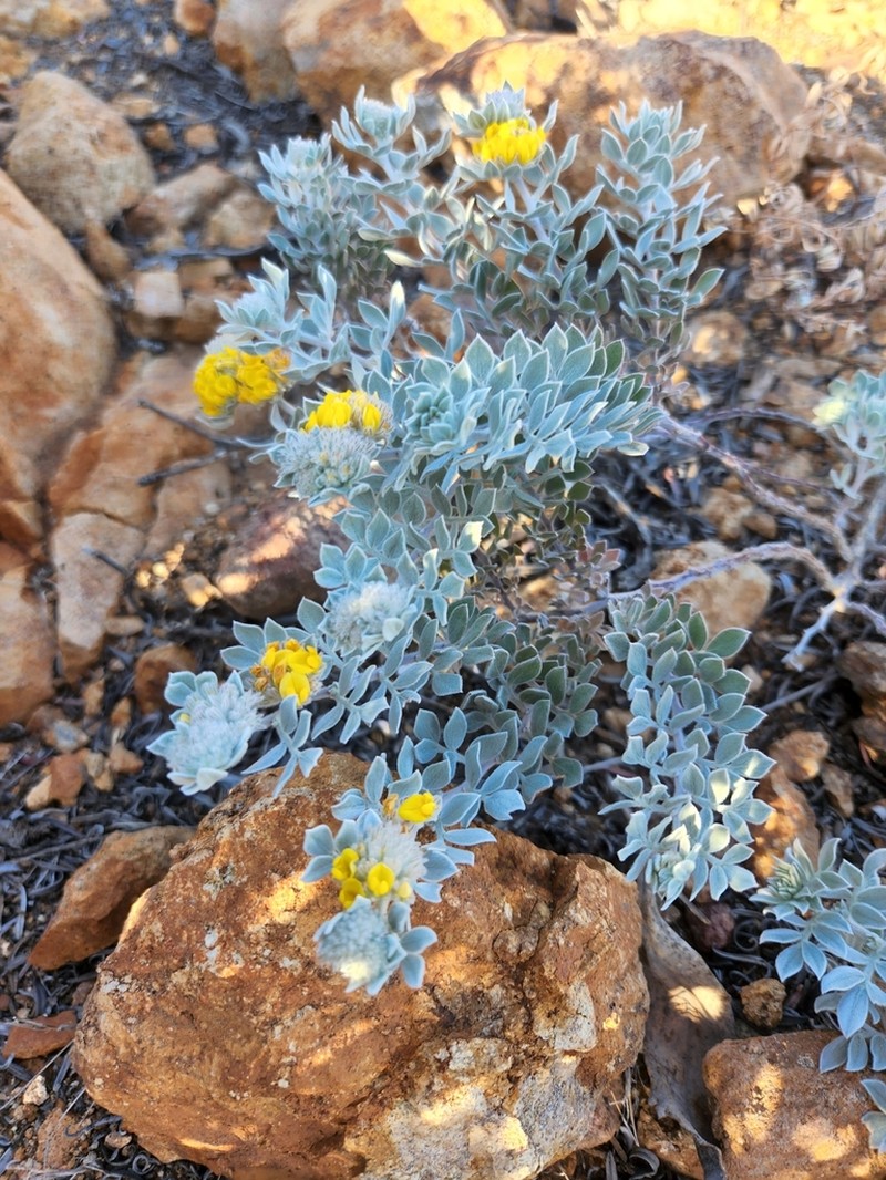 Silver Bird's-Foot Trefoil photo 9