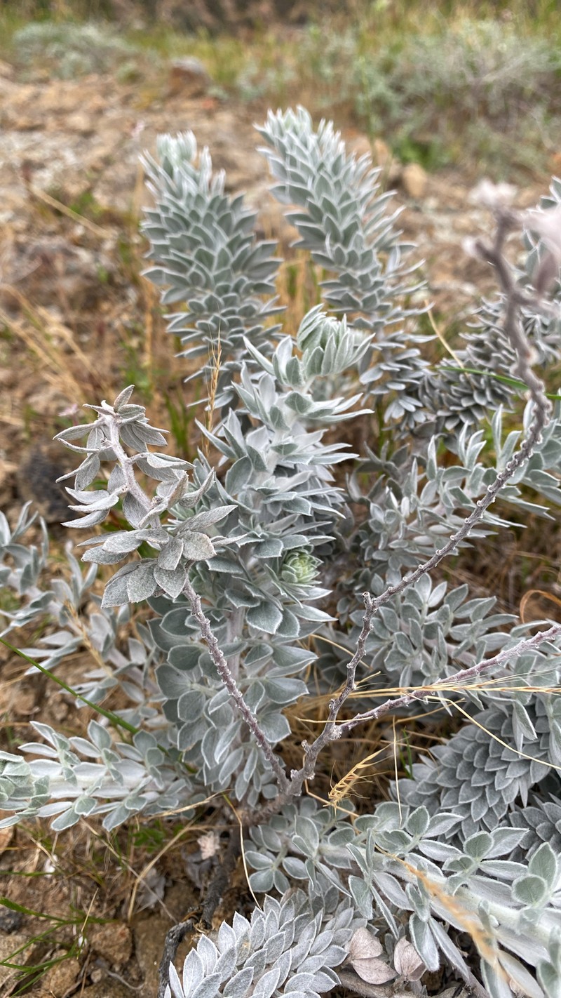 Acmispon argophyllus var. adsurgens
