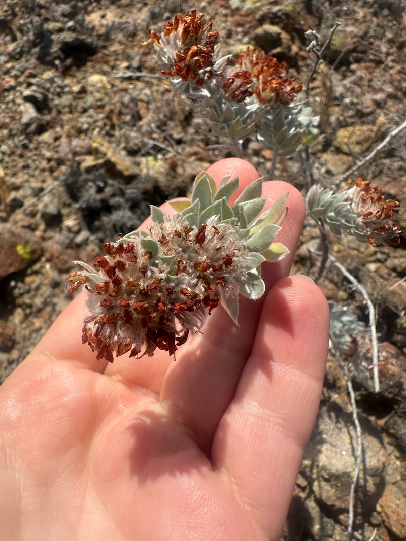 Acmispon argophyllus var. adsurgens photo 2
