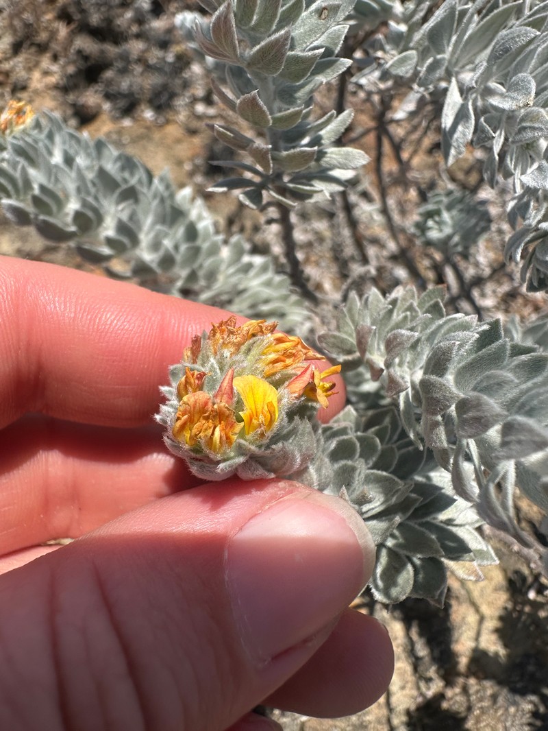 Acmispon argophyllus var. adsurgens photo 3