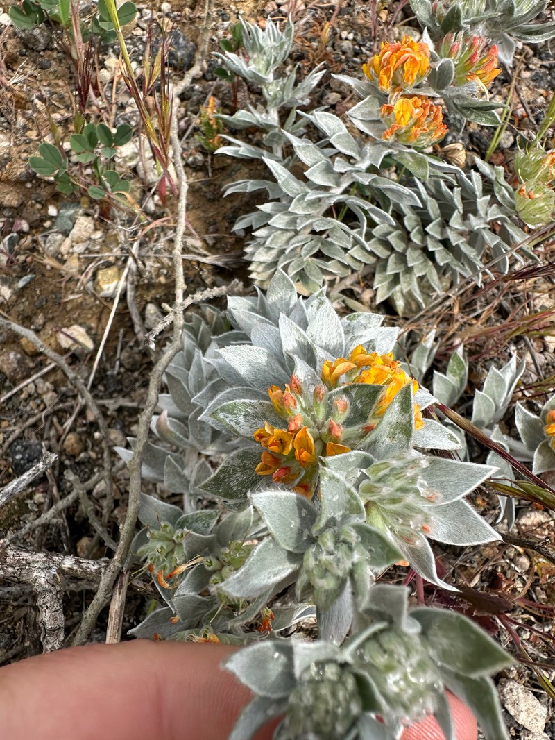 Acmispon argophyllus var. adsurgens photo 4