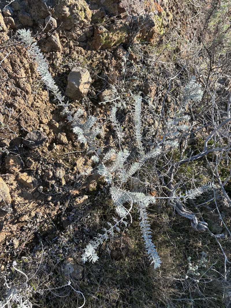 Acmispon argophyllus var. adsurgens photo 5