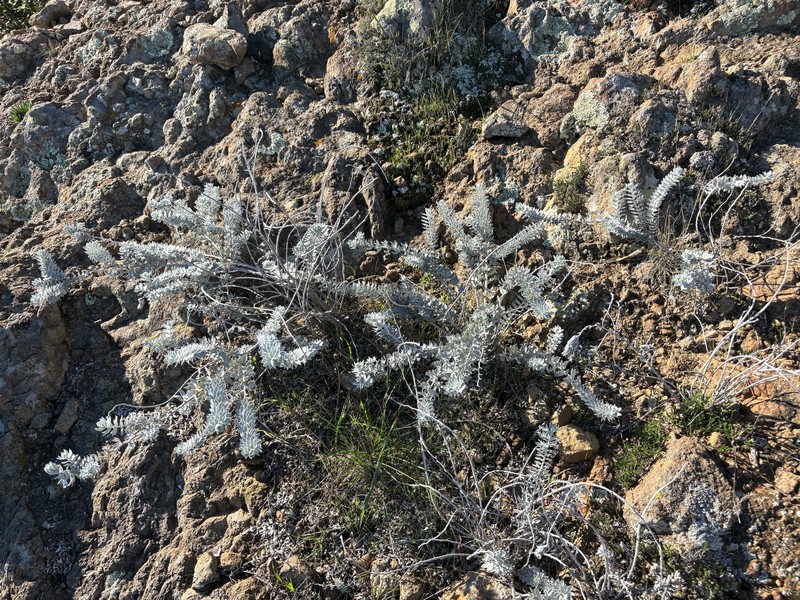Acmispon argophyllus var. adsurgens photo 6