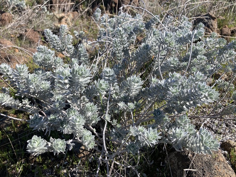 Acmispon argophyllus var. adsurgens photo 7