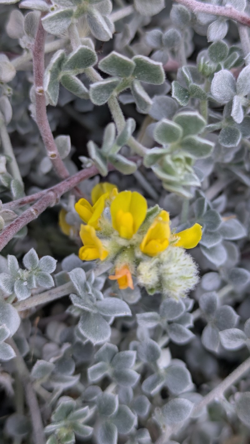 Acmispon argophyllus var. argophyllus