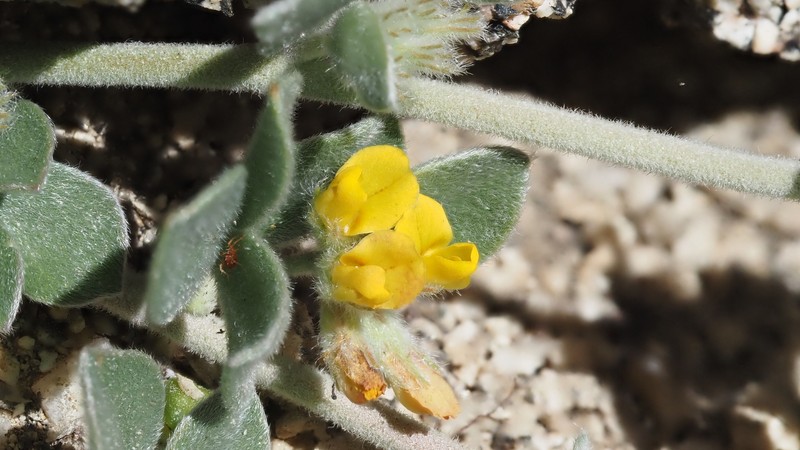 Acmispon argophyllus var. argophyllus photo 2