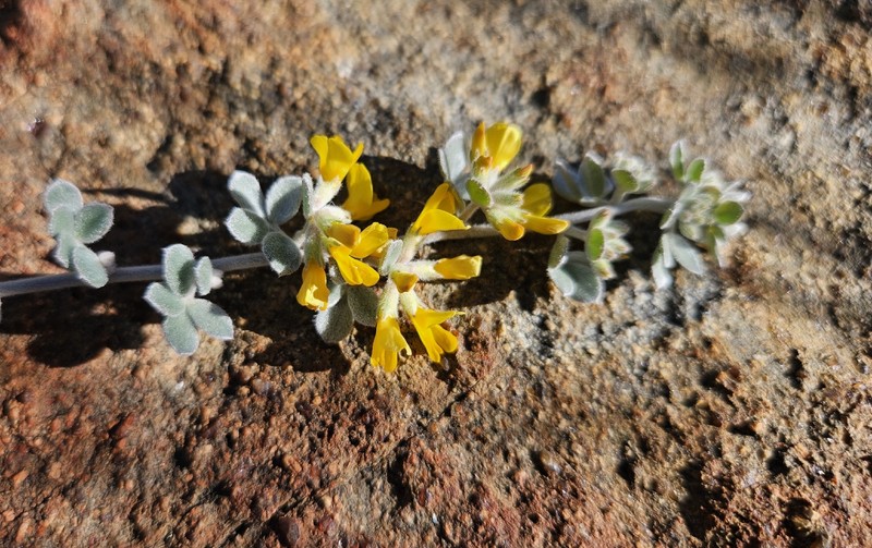 Acmispon argophyllus var. argophyllus photo 3