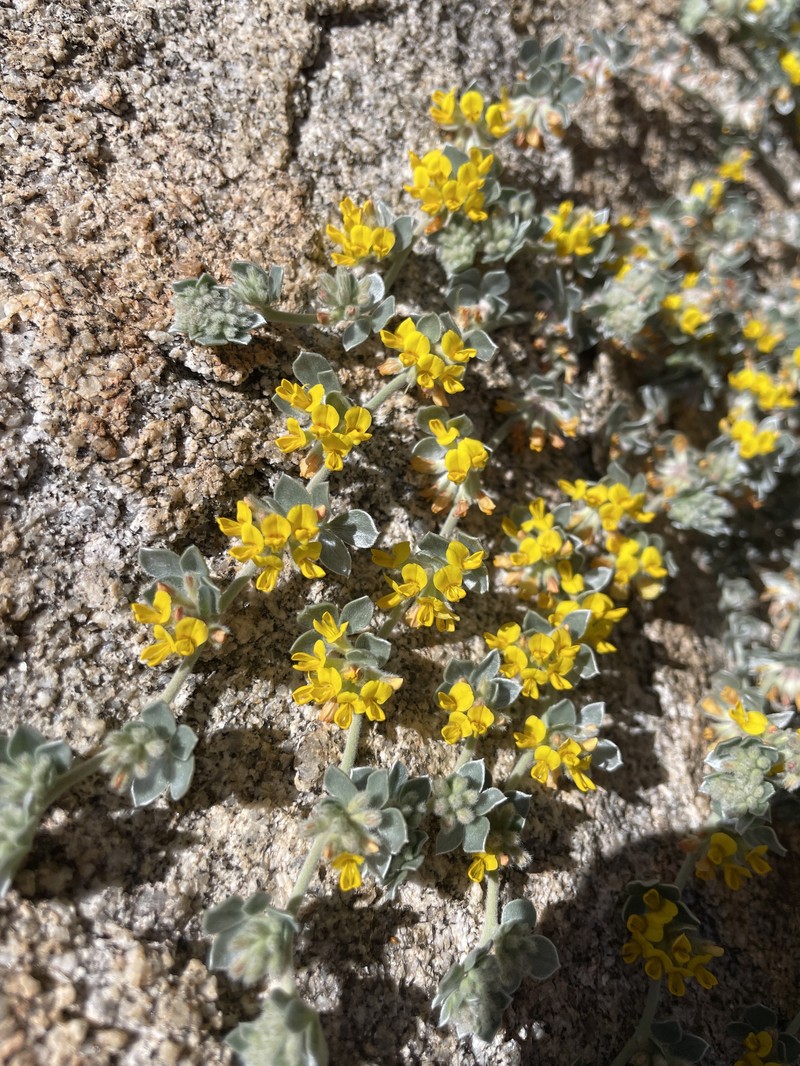 Acmispon argophyllus var. argophyllus photo 4