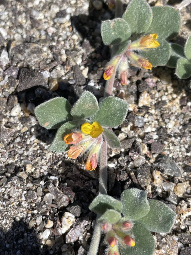 Acmispon argophyllus var. argophyllus photo 5