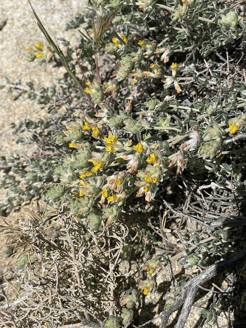 Acmispon argophyllus var. argophyllus photo 6
