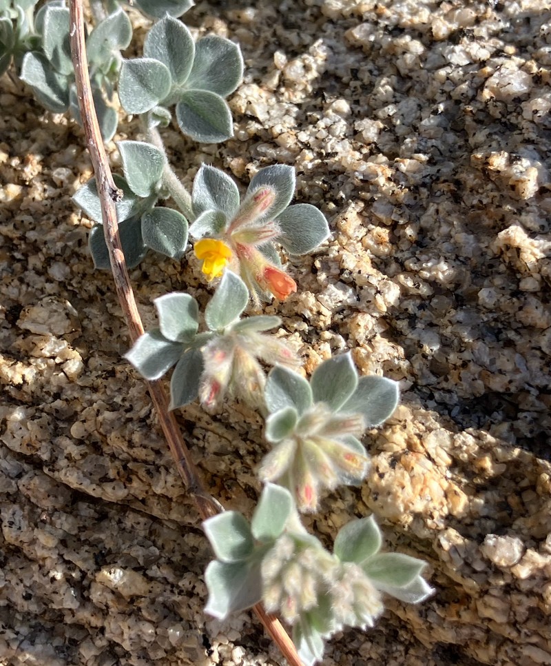 Acmispon argophyllus var. argophyllus photo 7