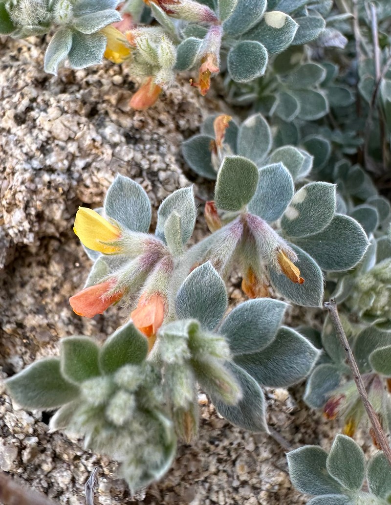 Acmispon argophyllus var. argophyllus photo 8