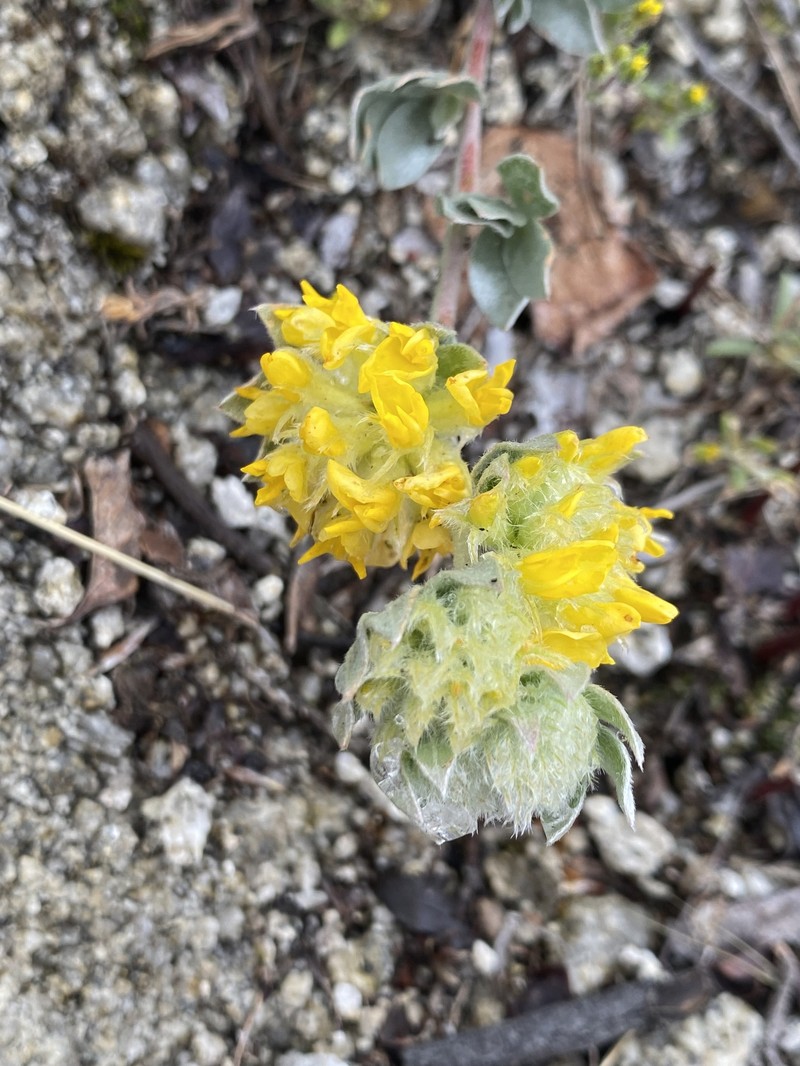 Acmispon argophyllus var. fremontii
