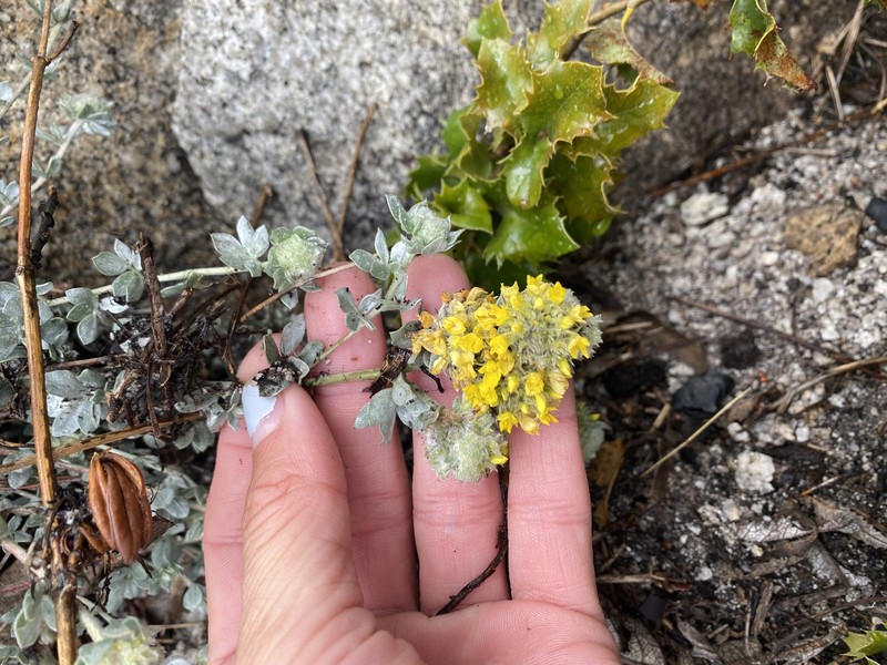 Acmispon argophyllus var. fremontii photo 2