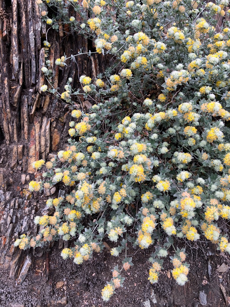 Acmispon argophyllus var. fremontii photo 3