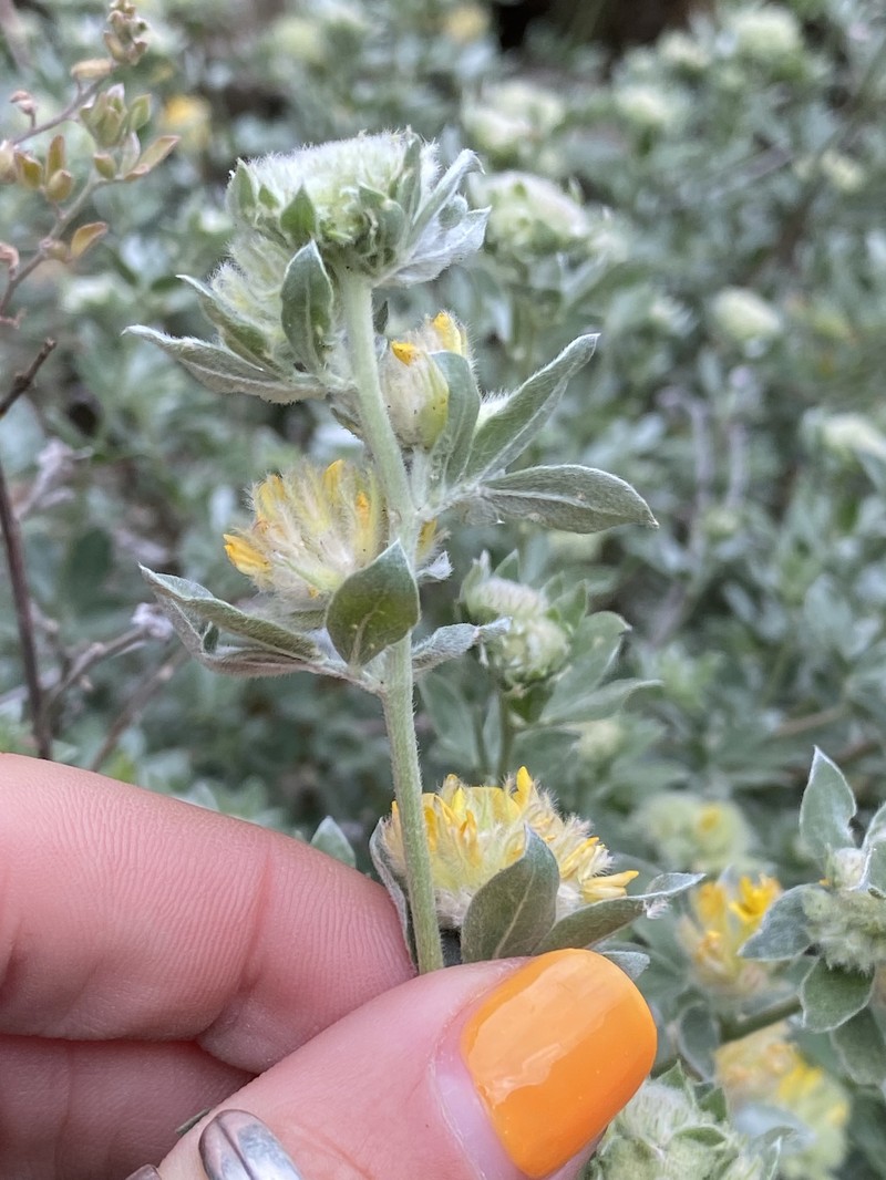 Acmispon argophyllus var. fremontii photo 4