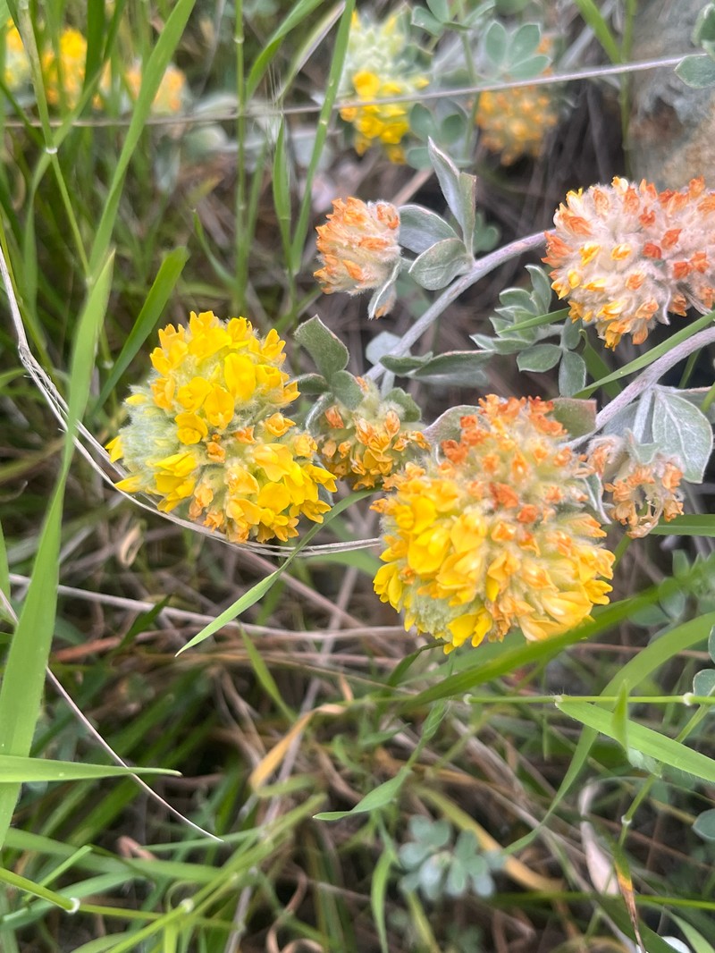 Acmispon argophyllus var. fremontii photo 5