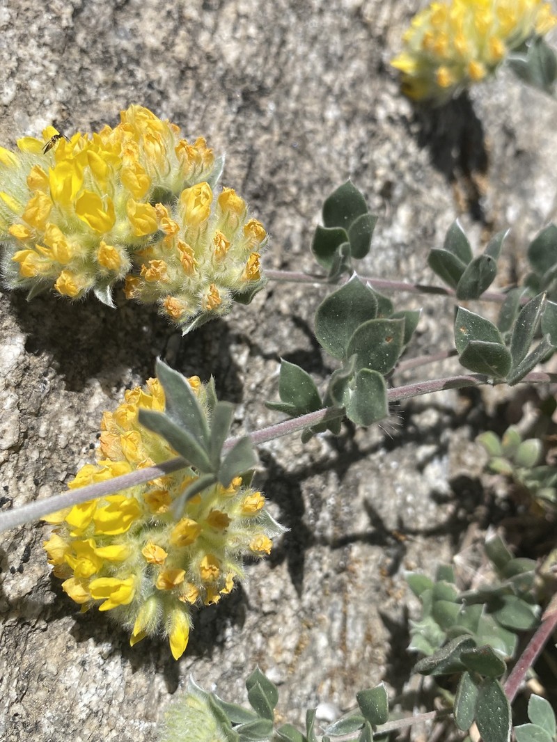 Acmispon argophyllus var. fremontii photo 6