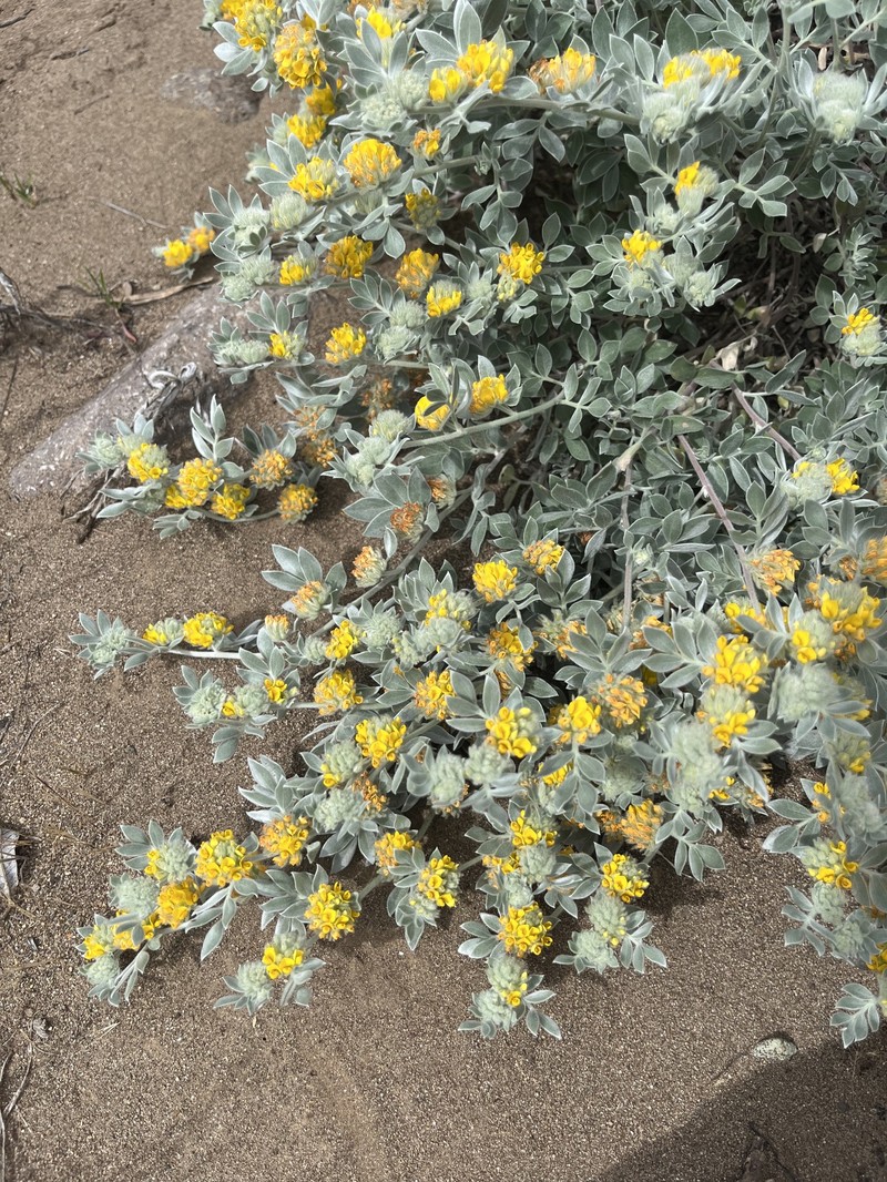 Acmispon argophyllus var. niveus