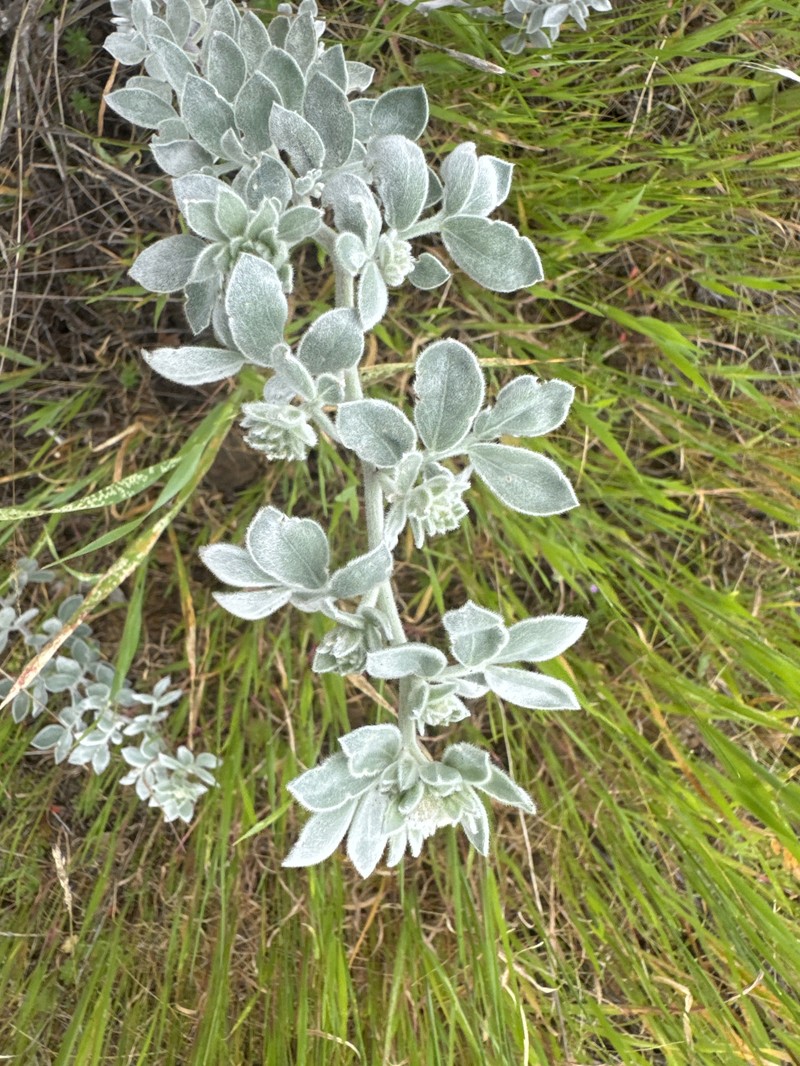 Acmispon argophyllus var. niveus photo 2
