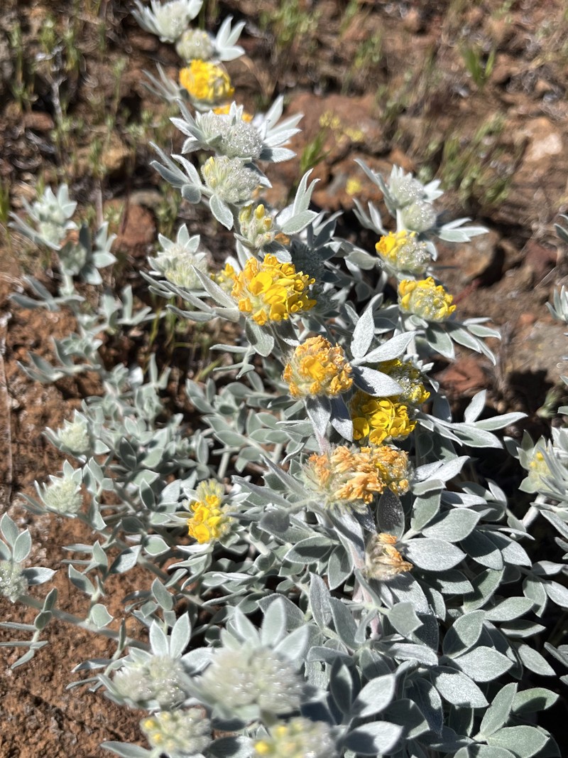 Acmispon argophyllus var. niveus photo 3