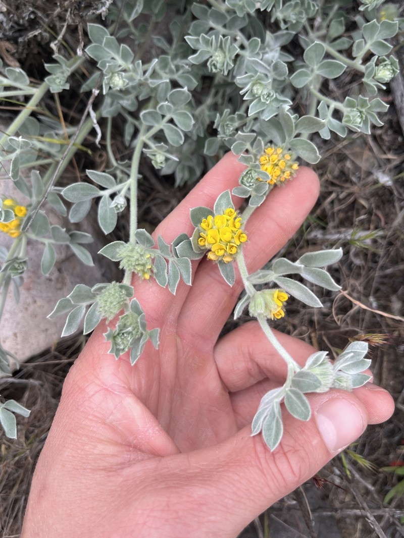 Acmispon argophyllus var. niveus photo 4