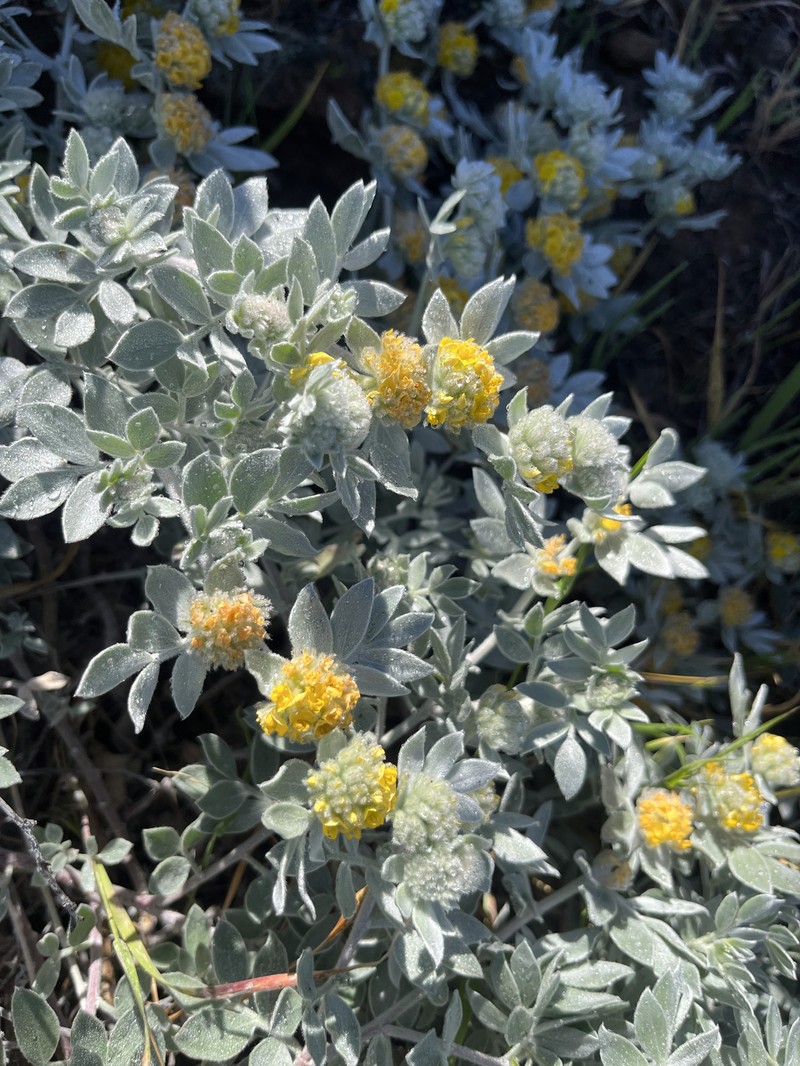 Acmispon argophyllus var. niveus photo 5