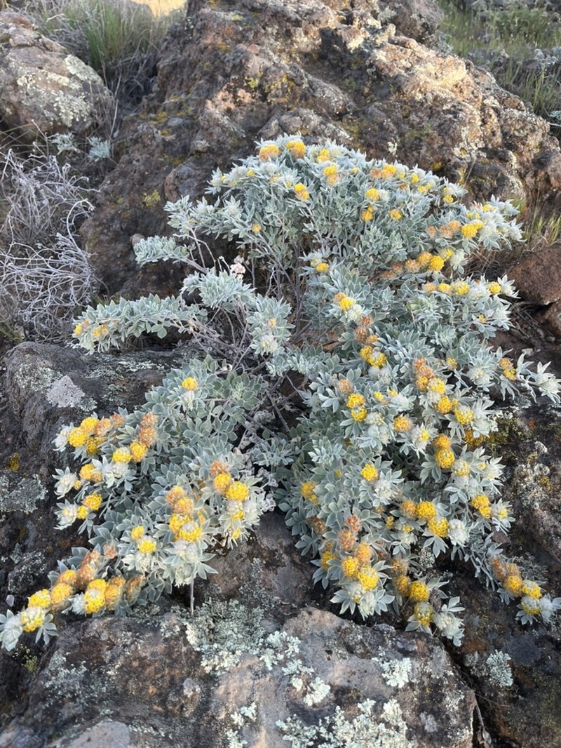 Acmispon argophyllus var. niveus photo 6