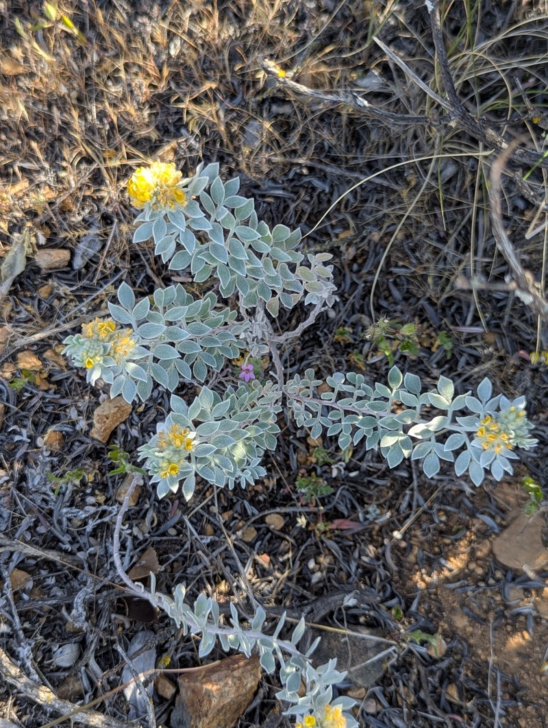 Acmispon argophyllus var. niveus photo 7