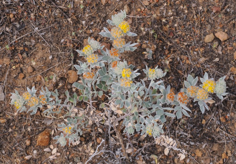 Acmispon argophyllus var. niveus photo 8