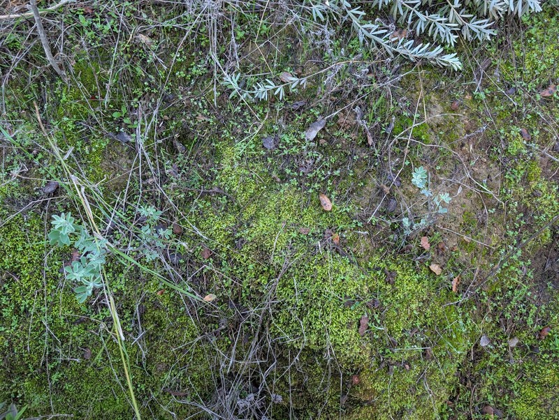 Acmispon argophyllus var. ornithopus